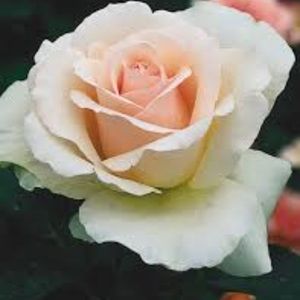 Meet your Posher, Meera